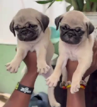 Purchase KCI Registered Pug Puppy from Vizag